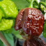 Chocolate Scorpion Brain Strain