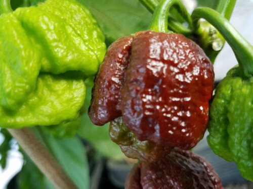 Chocolate Scorpion Brain Strain