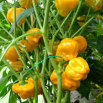 Scotch Bonnet Jamaican Yellow