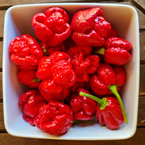 Trinidad Moruga Scorpion