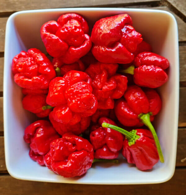 Trinidad Moruga Scorpion seeds Trinidad Moruga Scorpion
