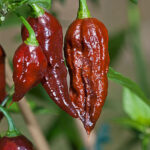 Chocolate Bhut Jolokia