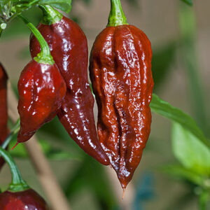 Chocolate Bhut Jolokia