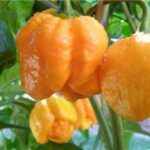 Trinidad Moruga Scorpion Yellow