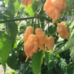 Jay’s Peach Ghost Scorpion Seeds