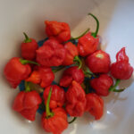 Mixed SUPER HOT CHILLI Seeds **50 per pack**