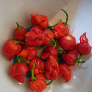 Mixed SUPER HOT CHILLI Seeds **50 per pack** - Image 1