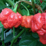 7 Pot Brain Strain (Red) Chilli Seeds