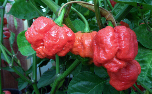 7 Pot Brain Strain