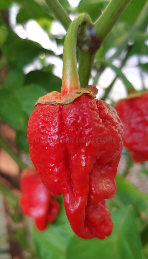 7 Pot Bubblegum Chilli 7 Pot Bubblegum Chilli