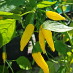 Aji Limon a.k.a. Lemon Drop