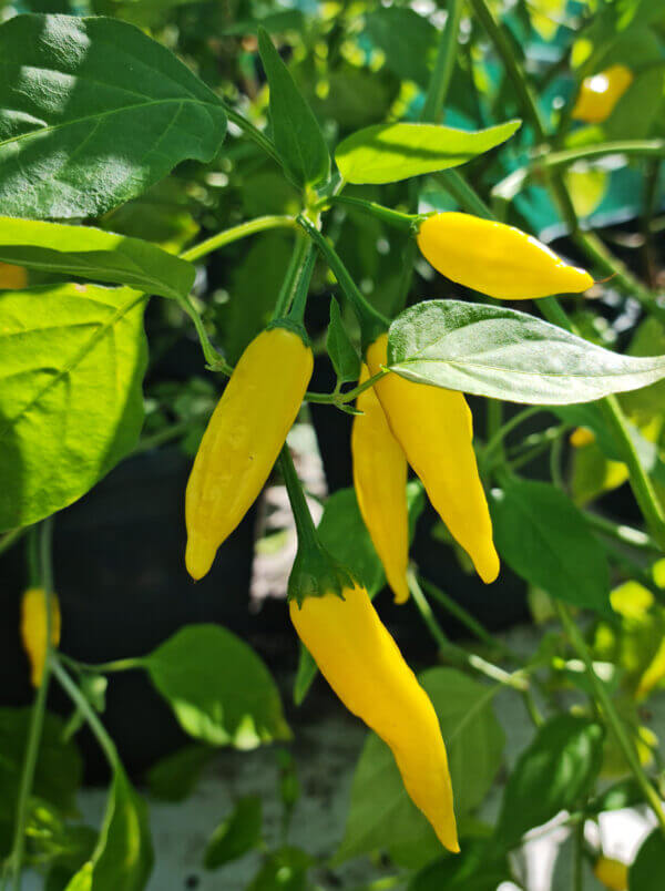 Aji Limon Chilli Seeds (Capsicum Chinense)