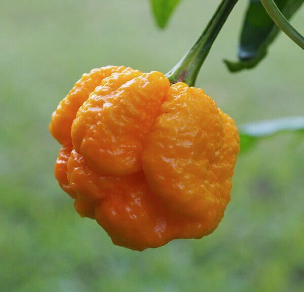 7 Pot Brain Strain Yellow