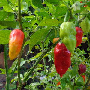 VV7 Trinidad Scorpion