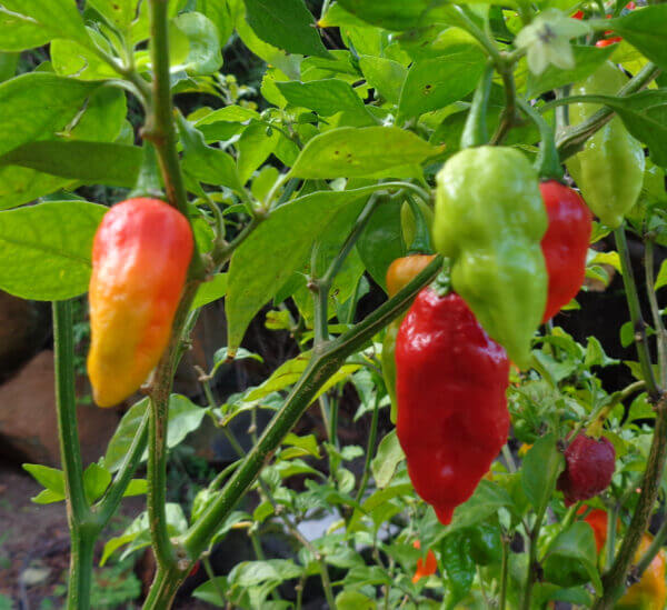 VV7 Trinidad Scorpion VV7 Trinidad Scorpion