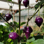 Purple UFO chilli plant