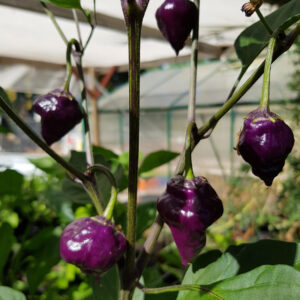 Purple UFO chilli plant