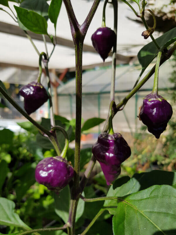 Purple UFO chilli Purple UFO chilli plant