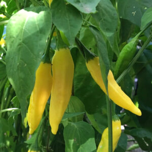 Aji Pineapple