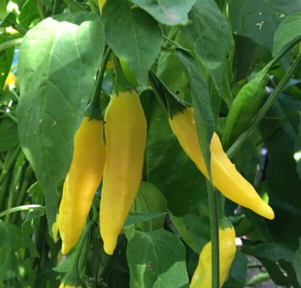 Aji Pineapple Aji Pineapple