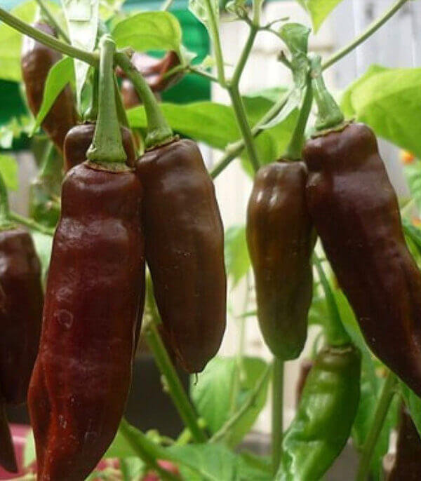 Chocolate Fatalii Chilli