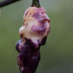Pink Tiger Chilli