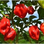 Red Savina Chilli