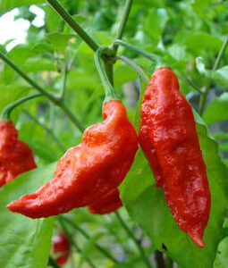 Bhut Jolokia Chillies