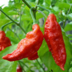 Bhut Jolokia Chillies