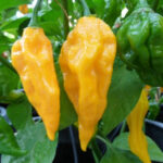 Yellow Fatalii Chilli Seeds (C. chinense)