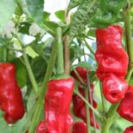 Peter Pepper Red Seeds (C. annuum)