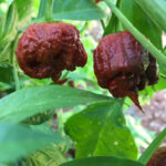 Chocolate Reaper Chilli Seeds