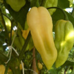 White Bhut Jolokia