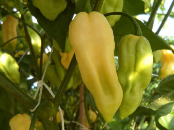 White Bhut Jolokia