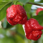 BTR – Butch T Scorpion x Carolina Reaper Seeds