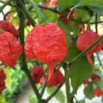 Carolina Reaper chilli plant