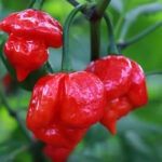 Trinidad Scorpion Butch T