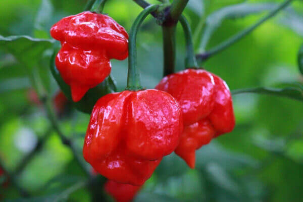 Trinidad Scorpion Butch T Seeds Trinidad Scorpion Butch T