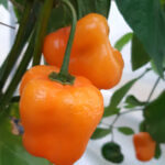 Rocoto Orange