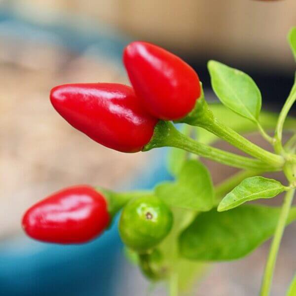 Zimbabwe Bird's Eye chilli Zimbabwe Birds Eye Chilli