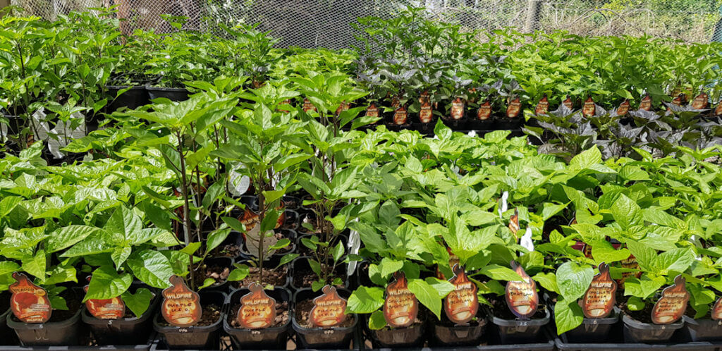chilli seedlings in small pots