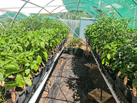 chillies growing in shade tunnel