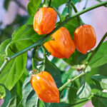 Orange Habanero