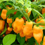 Peach Habanero Chilli Seeds