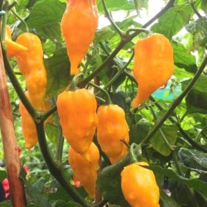Yellow Bhut Jolokia