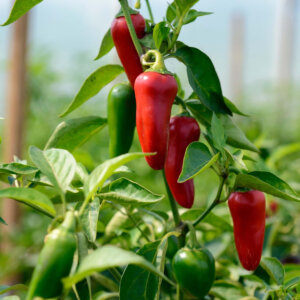 Jalapeno