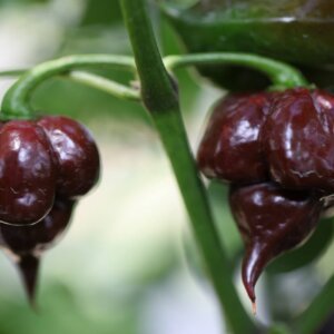 Kathumby Big Brown Chilli seeds