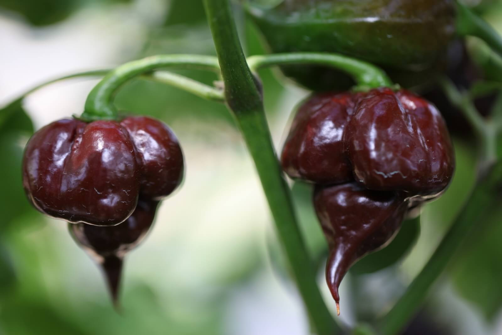 Kathumby Big Brown Chilli seeds