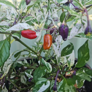 Purple Tiger chilli plant
