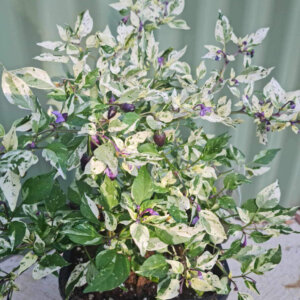 Purple Tiger Chilli plant